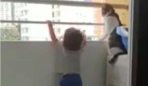 Il gatto baby sitter sorveglia il bimbo sul balcone